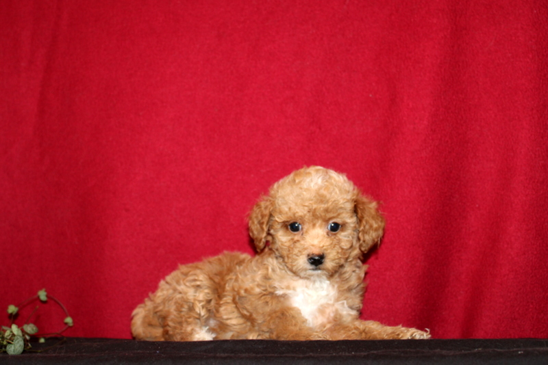 puppy, for, sale, Mini Golden Doodle F1B, Matthew B. Stoltzfus, dog, breeder, Gap, PA, dog-breeder, puppy-for-sale, forsale, nearby, find, puppyfind, locator, puppylocator, aca